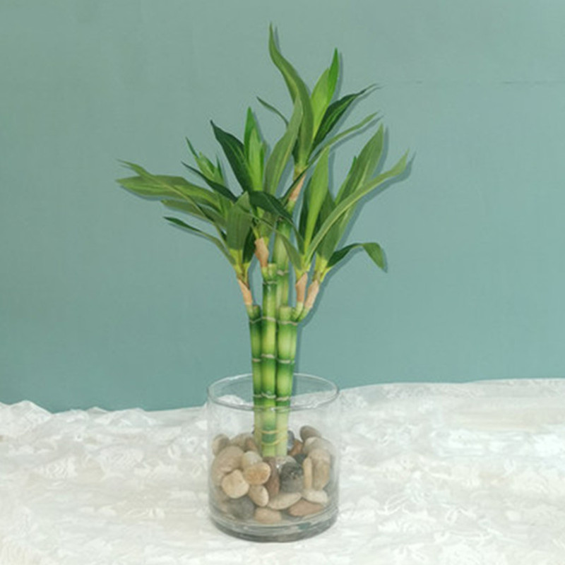 Aquarium Plant In Pot - 새로운 40cm rFtificial 행운의 대나무 즙이