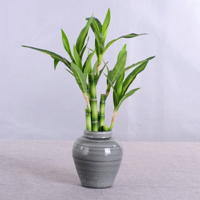 새로운 40cm rFtificial 행운의 대나무 즙이 - Aquarium Plant In Pot 리뷰 및 가격
