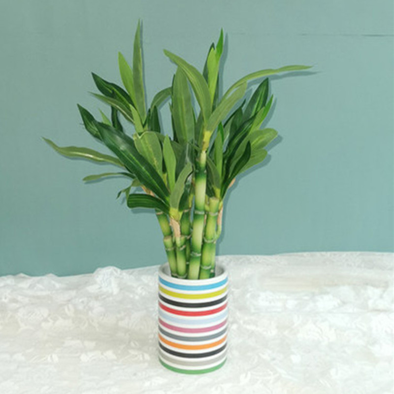 새로운 40cm rFtificial 행운의 대나무 즙이 - Aquarium Plant In Pot 리뷰 및 가격