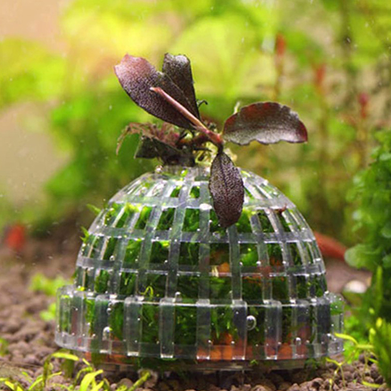 핫세일 수족관 용품 장식 아쿠아리움 모스볼 생물 식물  - Aquarium Plants For Sale 리뷰 및 가격