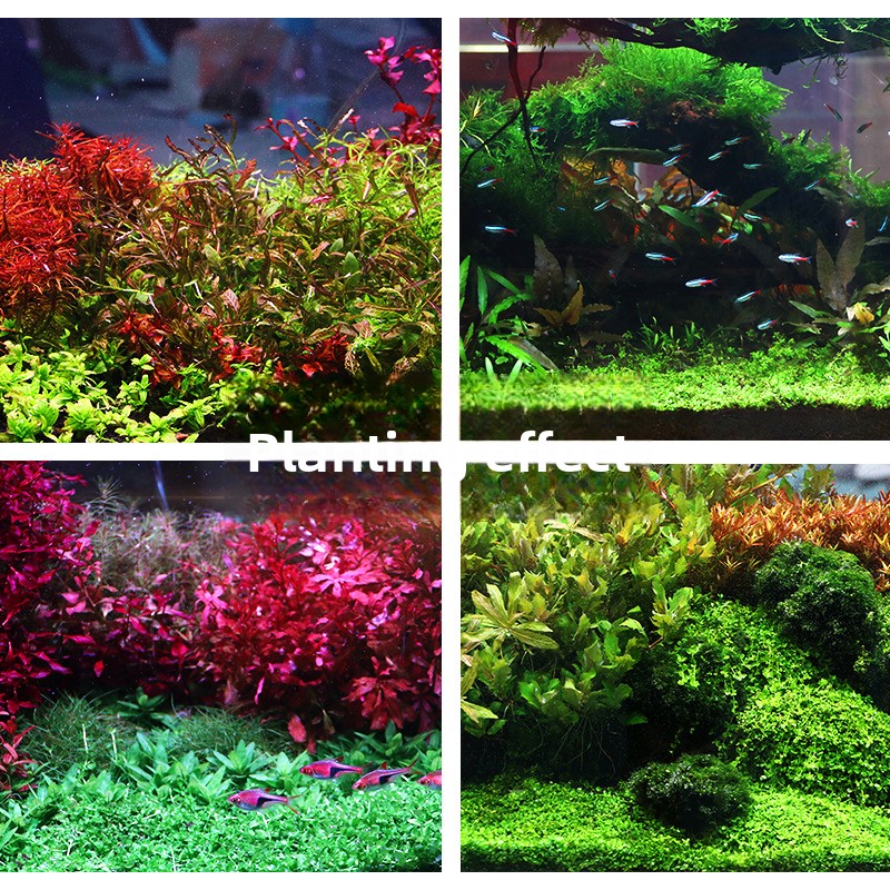 시스엔시아가 수초용 토양-영양소 풍부한 바닥 모래 (대 - Aquarium Planted Tank 리뷰 및 가격