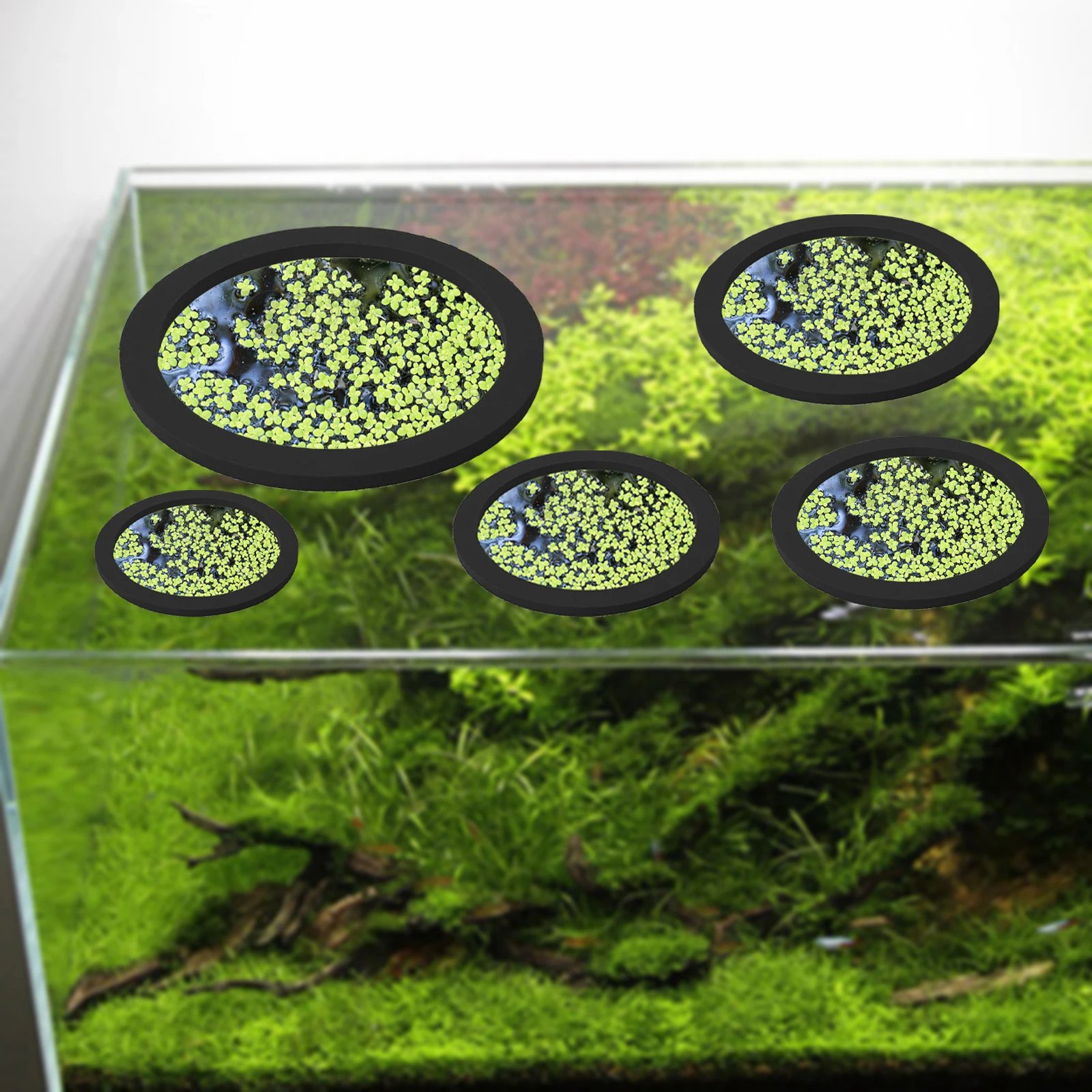 EVA 물고기 먹이 고리 수족관 플로팅 식물, 코랄 어 - Aquarium Planted Tank 리뷰 및 가격