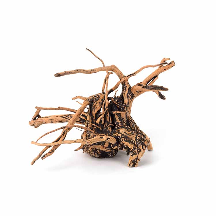 도매 특가 판매 천연 장식물 어항 유목 수족관 식물 - Aquarium Plants For Sale 리뷰 및 가격
