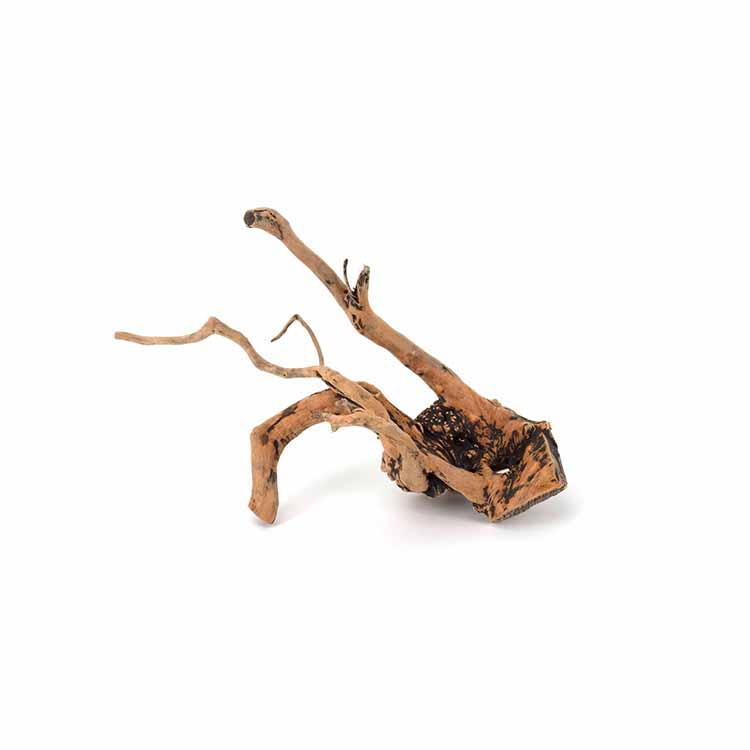 도매 특가 판매 천연 장식물 어항 유목 수족관 식물 - Aquarium Plants For Sale 리뷰 및 가격