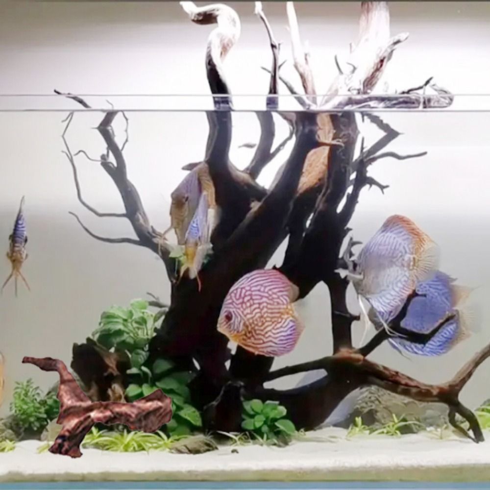 창의적인 불규칙 모양의 산호나무 천연 나무 유목 트렁크 - Aquarium Planted Soil 리뷰 및 가격
