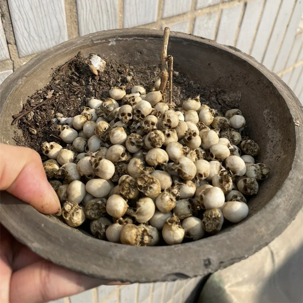 할로윈 홈 장식 인형 집 식물 물고기 탱크 장식을위한  - Aquarium Plant In Pot 리뷰 및 가격